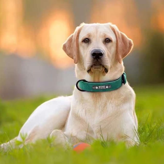 ペット用首輪  ペットの名前入りおしゃれな首輪