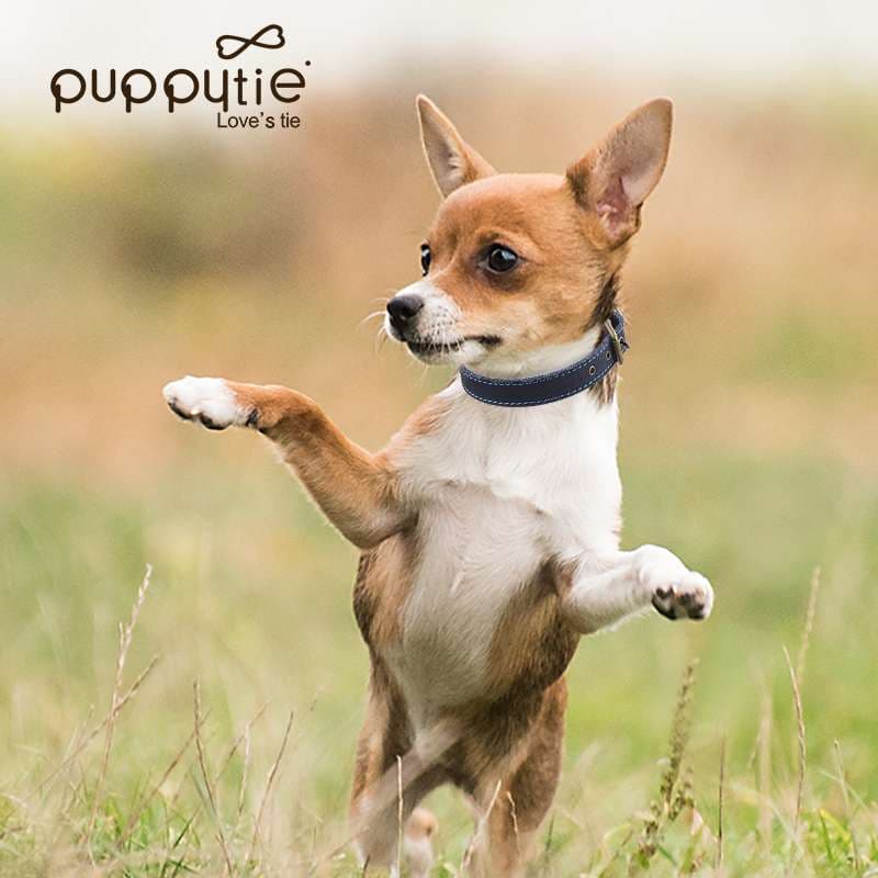 ペット用首輪  愛犬との絆 上質レザー首輪