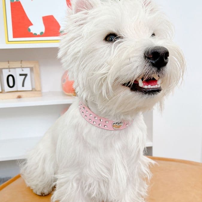 ペット用首輪 キラキラハート 愛犬首輪