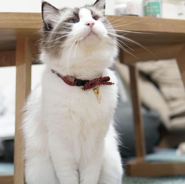 ペット用首輪 優雅なリボン飾り猫首輪
