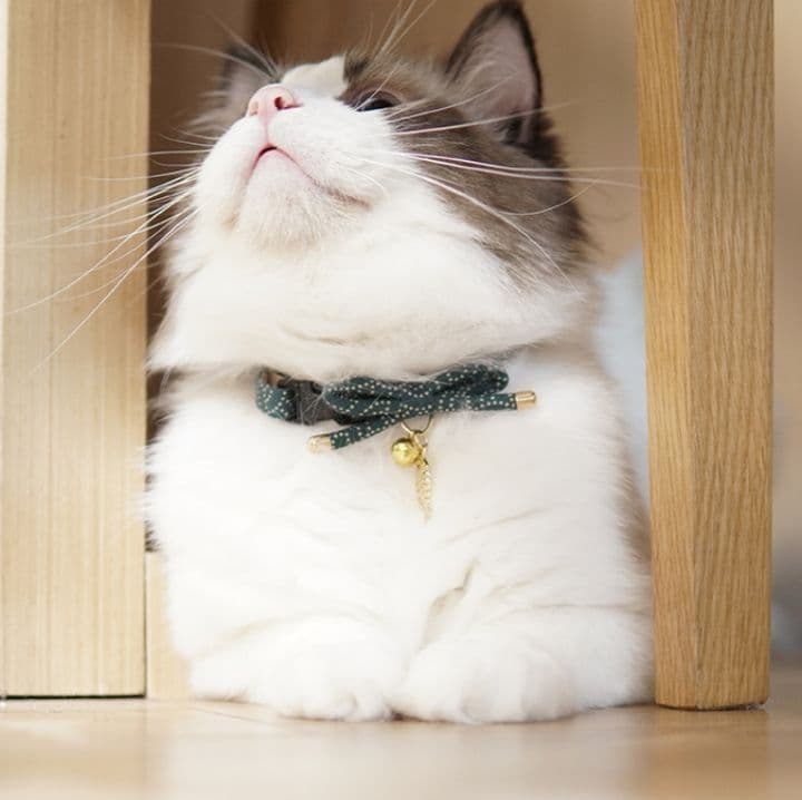 ペット用首輪 優雅なリボン飾り猫首輪