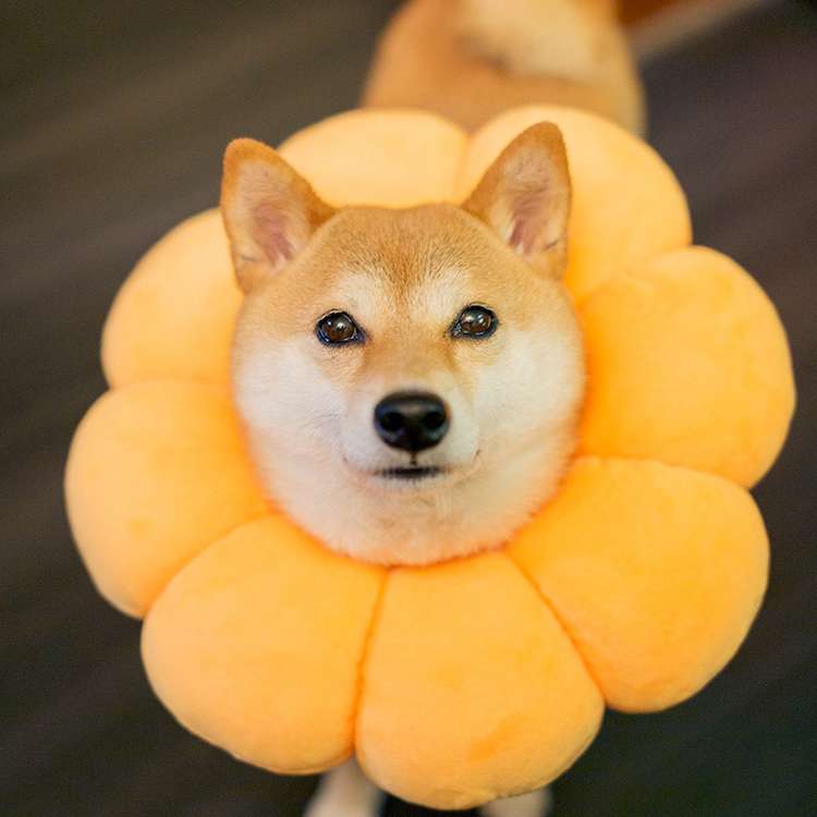 ペット用首輪 ふわふわお花のペット首輪