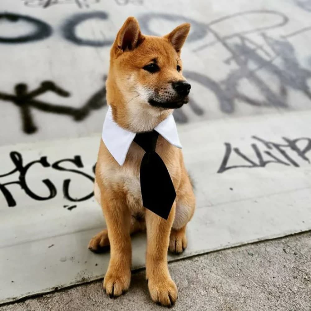 ペット用首輪 犬猫兼用 おしゃれネクタイ 小型犬 猫用 フォーマル首輪