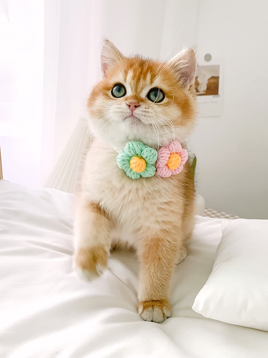 ペット用首輪 お花の贈り物 猫用首輪