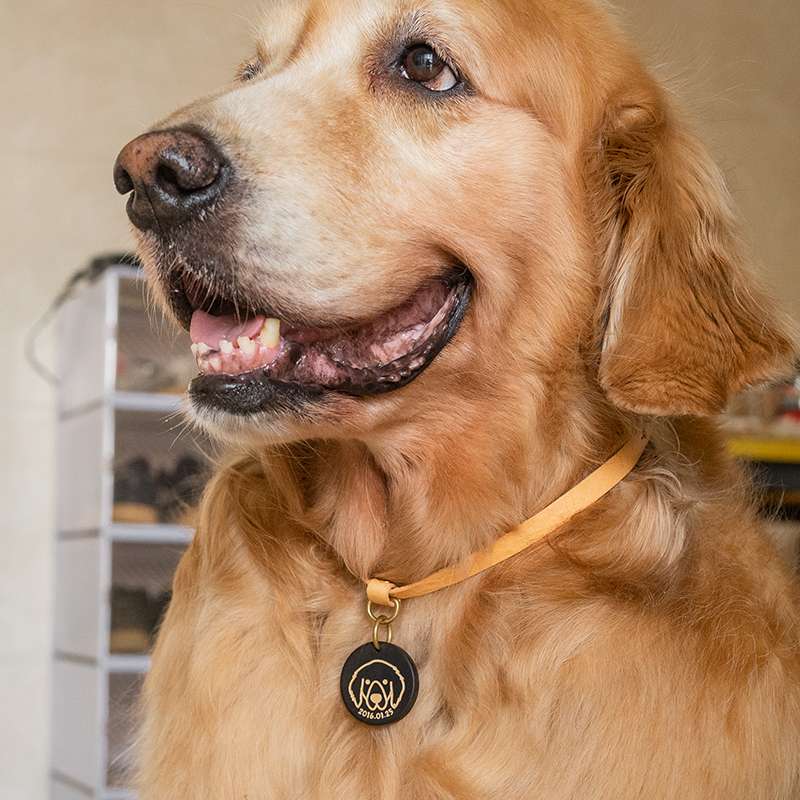ペット用首輪 大型犬用本革高級首輪